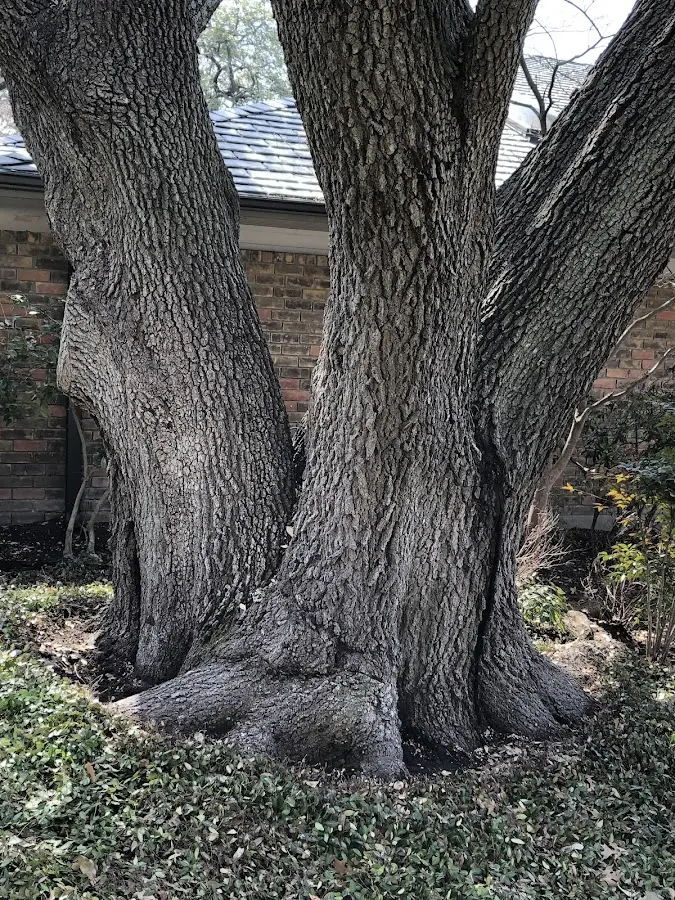 Mature heritage tree close to a Moscow property cared for by certified arborists